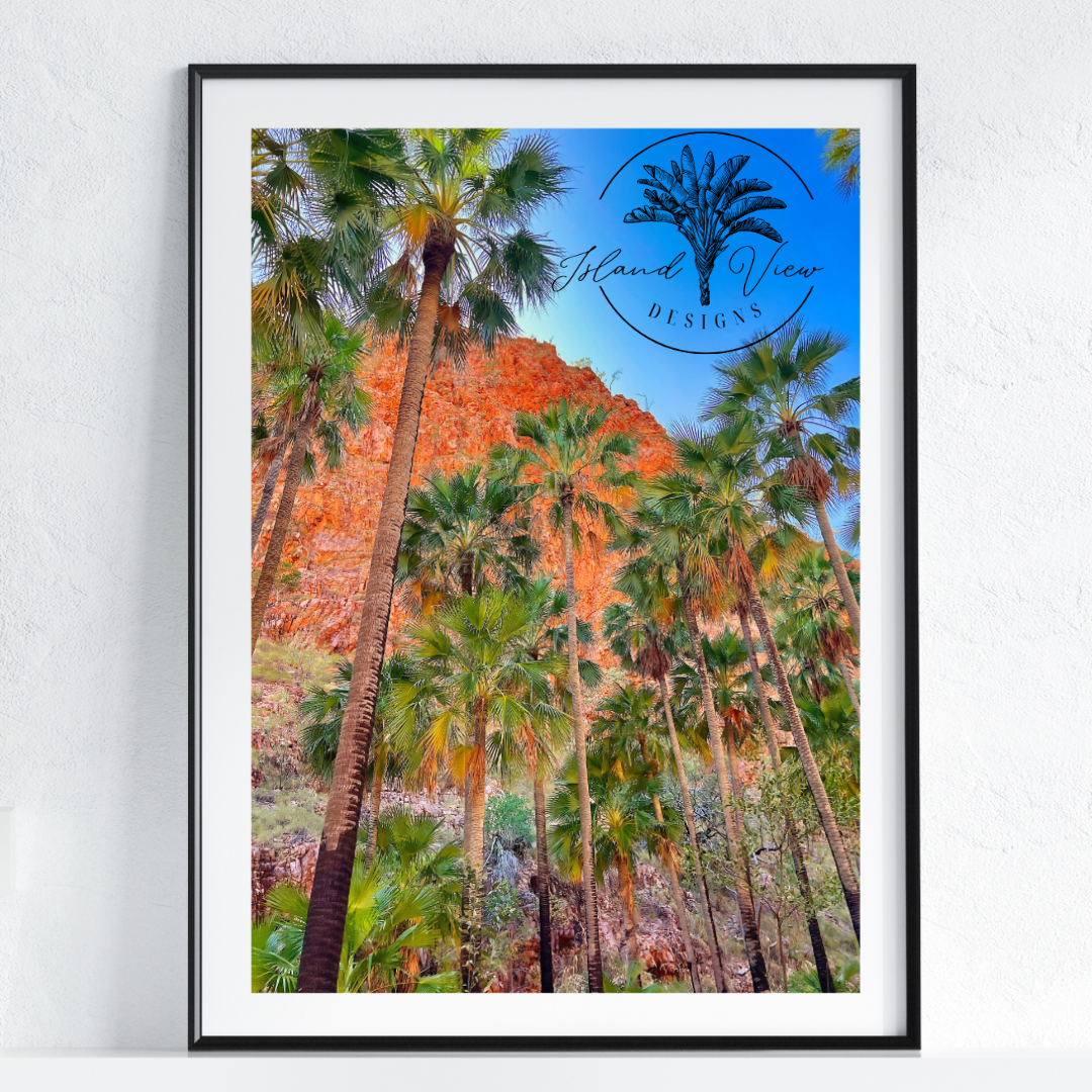 Desert-Palm-Tree-Photograph